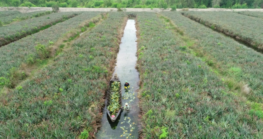 Farmers in Tien Giang province are harvesting pineapples. Farmers plant rows of pineapples parallel to each other in the middle is a water channel, making it easy to harvest.