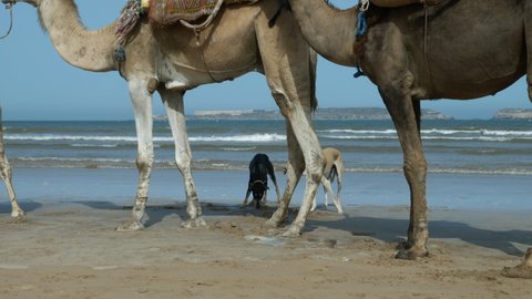 Sloughi dogs (Arabian greyhound, North African greyhound) close to camels (dromedary) at the beach in Essaouira, Morocco. Slow-motion.