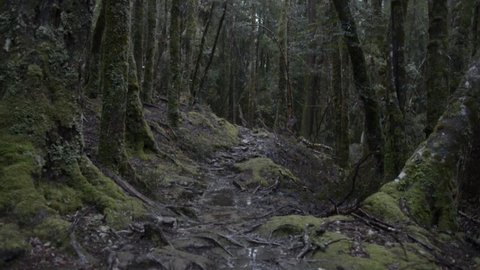 Footage of snow flurry within old growth forest and river on the Overland Track in Cradle Mountain National Park, Tasmania, Australia