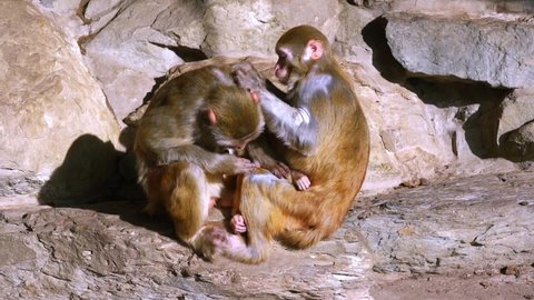 A pair of monkeys sitting on rock and grooming each other's fur, monkeys looking for fleas and lice to eat