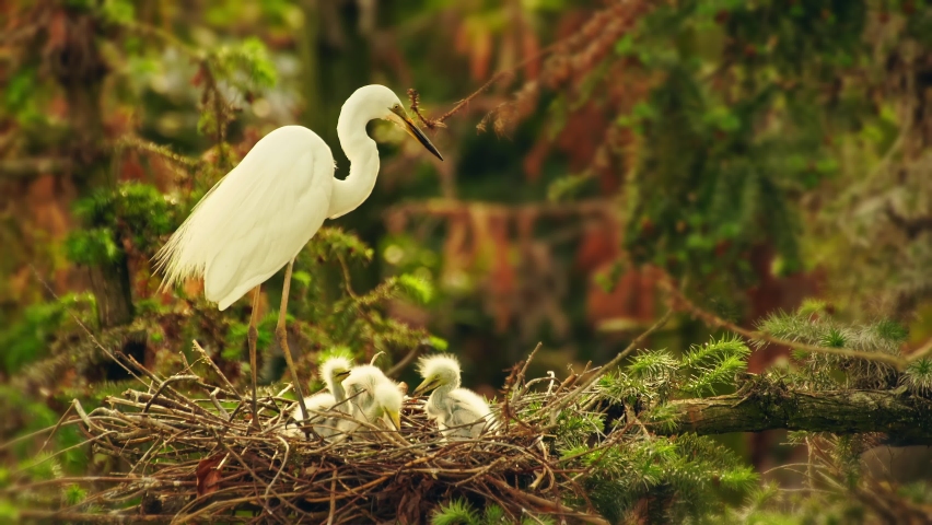 A family of egrets, an egret standing on edge of nest on the branch, three young birds eating in the nest Royalty-Free Stock Footage #1075498403