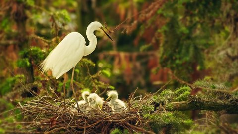 A family of egrets, an egret standing on edge of nest on the branch, three young birds eating in the nest