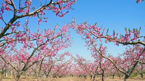 Low-angle shot of peach blossom forest in spring, moving shot, blue sky background