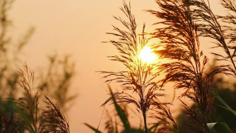 Landscape of withered reed grass in foreground swaying in wind at sunset