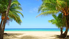 Beautiful coconut palm trees on the beach Phuket Thailand Palms trees frame on blue sky background. palms grove on the beach with Blue sky Summer landscape background