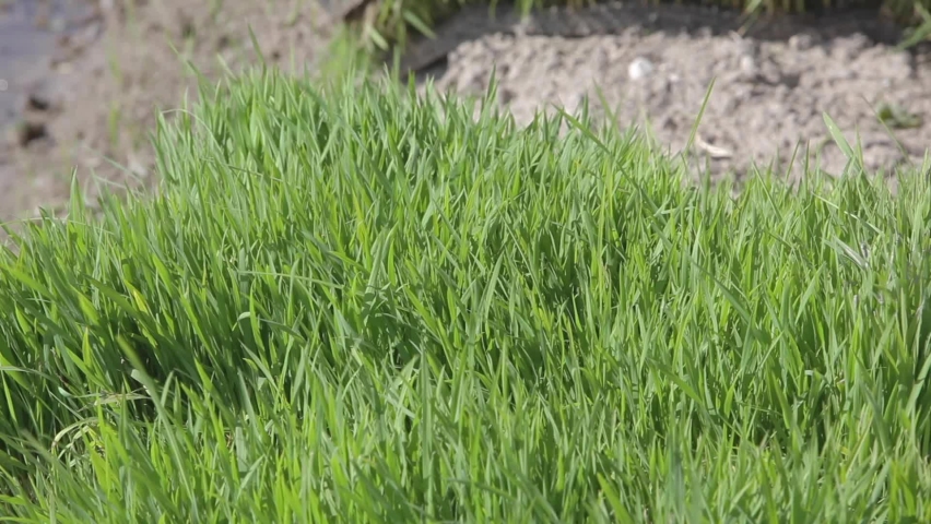 
rice plant within paddy fields