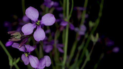 Moricandia arvensis,purple mistress flower,collard greens plant, black background