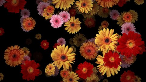 Big Red Yellow Pink Gerbera Flowers Falling Dowm Concert Decoration. Fabulous flowers, buds and bouquets colorful flow on black background for decoration or advertising.