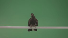 Wild bird doves sit on the branch and peer around. Gray pigeon behaving naturally on green chromakey background. Animal green screen footage for keying and video composing.