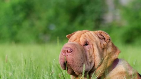 Portrait of a shar pei dog on a green background. 