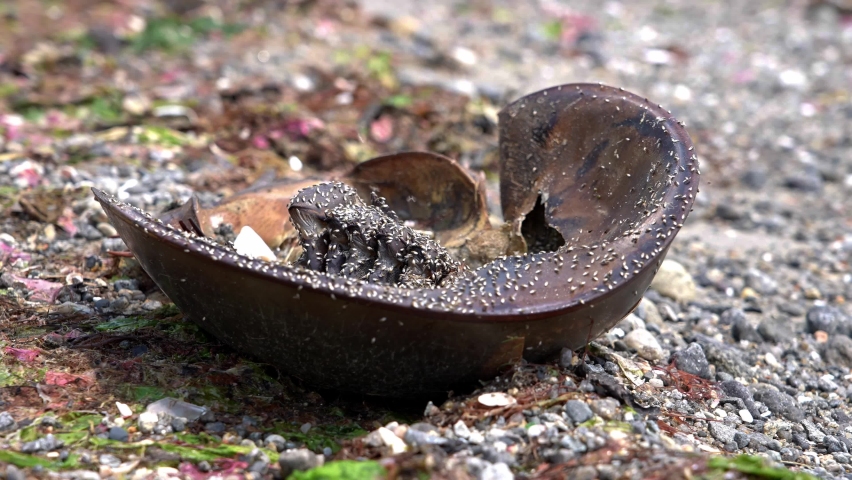Dead horse shoe crab on beach eating by flees in slow motion