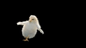 Chick Dancing, CG fur, 3d rendering, animal realistic CGI VFX, composition 3d mapping, cartoon, Included in the end of the clip with Luma matte.