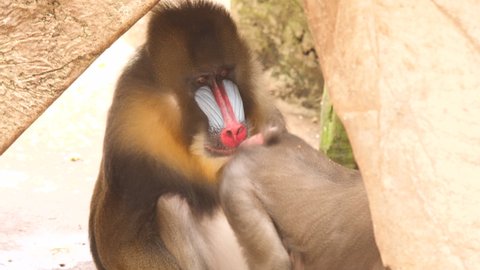 Mandril mating ritual: female offers behind to male for evaluation. 