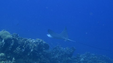Seascape with Spotted Eagle Ray in the turquoise water of coral reef of Caribbean Sea, Curacao