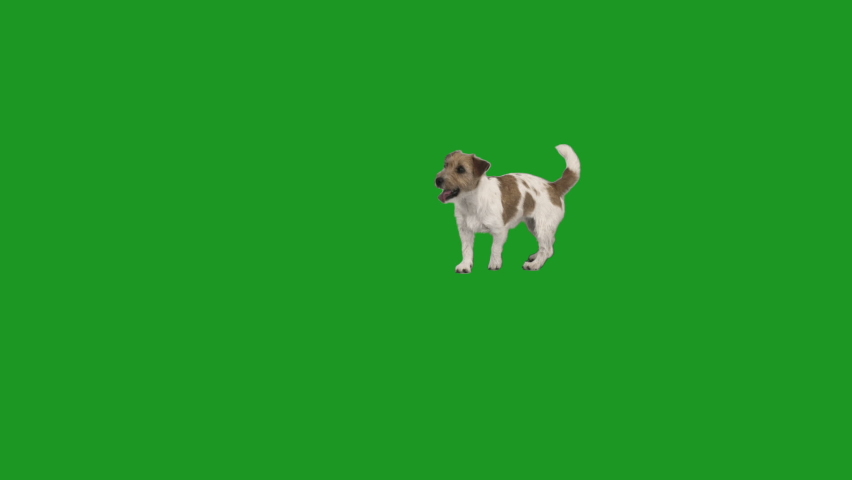 dog dancing on green screen Royalty-Free Stock Footage #1075511432