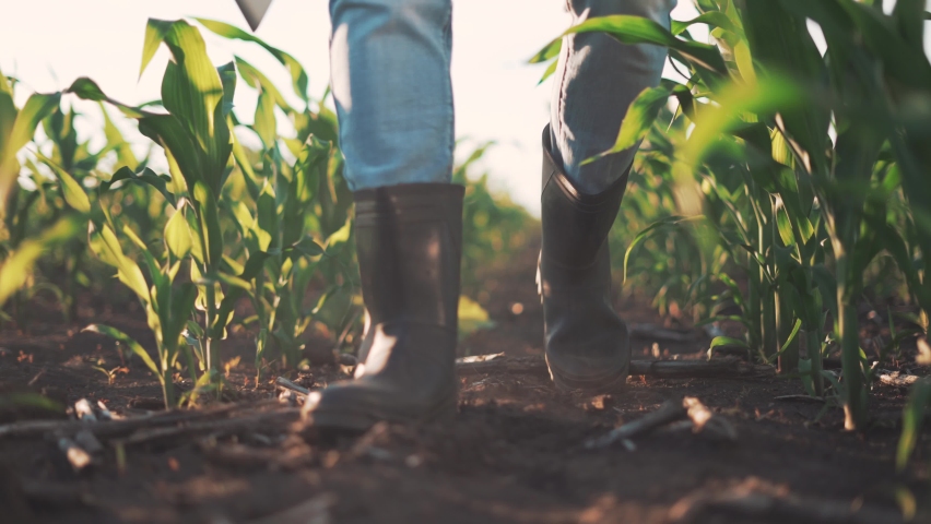 Agriculture. Farmer in rubber boots walk through corn field. Farmer feet in boots in soil with corn. Agriculture concept. Farmer in rubber boots in corn field. Agricultural business corn. Fertile soil Royalty-Free Stock Footage #1075515983