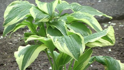 Close up of the leaves of the Hosta 'Patriot'. Green leaves with white border bush hosts
