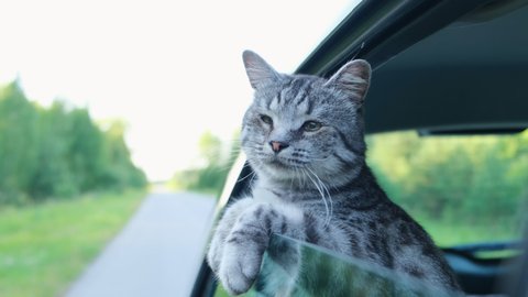 Funny cat rides in a car and looks out of the window at the street. The journey of a person and a pet.