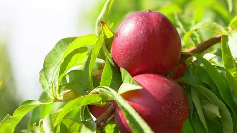 Macro Shot, Perfectly Ripe and Colorful Nectarines Still on a Tree in an Orchard