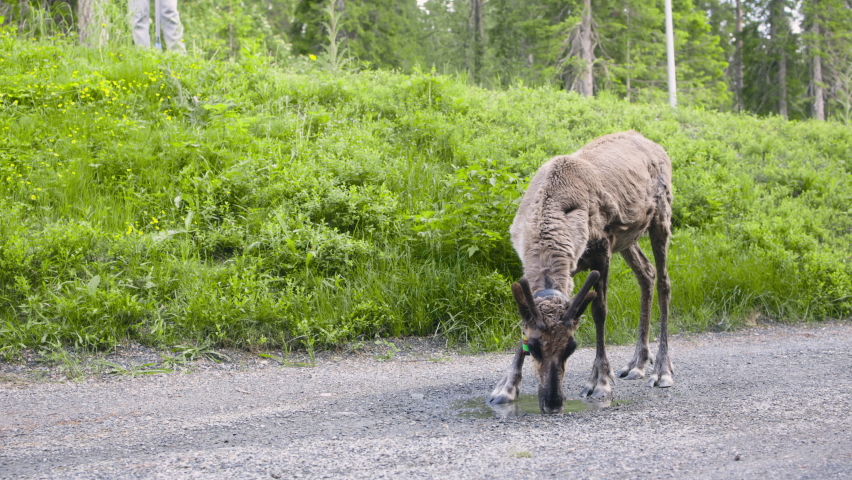 Reindeer with clamp around neck drinks from puddle on gravel road
