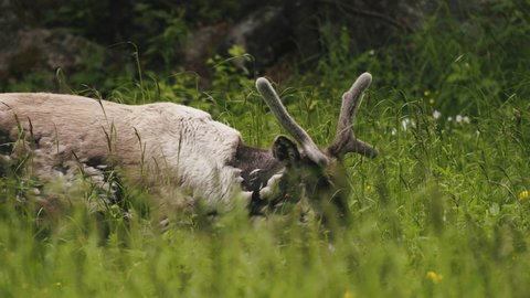 reindeer walking by a grassy field during summer time. slowmotion