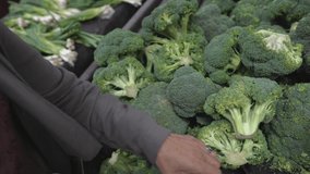 This close up video shows an anonymous shopper's hand picking through fresh broccoli vegetables at a super market grocery store display.