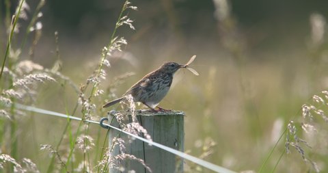 Meadow Pipit bird with winged insect in beak perched in tall grass blowing in wind slow motion