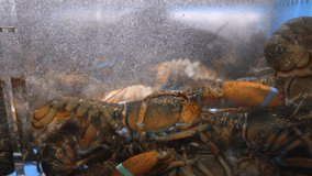 This video shows an active, bubbling fish market tank full of live lobsters for sale.