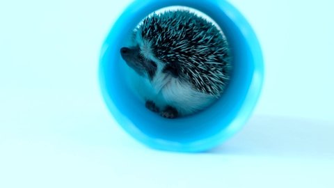 Pygmy african hedgehog In the blue tunnel.Accessories for hedgehogs.Pets