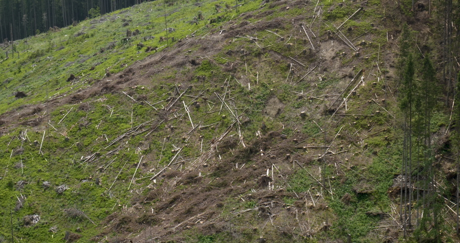 Felled forest in the Ukrainian Carpathians. Ecological catastrophy | Shutterstock HD Video #1075535636