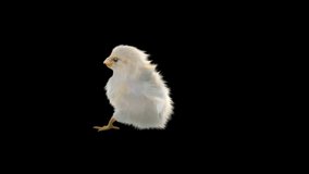 Chick Dancing, CG fur, 3d rendering, animal realistic CGI VFX, composition 3d mapping, cartoon, Included in the end of the clip with Alpha matte.