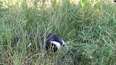 Badger In Long Grass