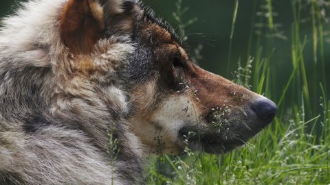 closeup of Wolf face, lying on grass and sniffing, in slowmotion. Canis lupus, gray wolf