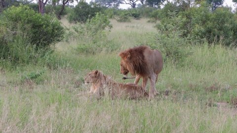 Healthy pair of African Lions mate, copulate in dry grass meadow