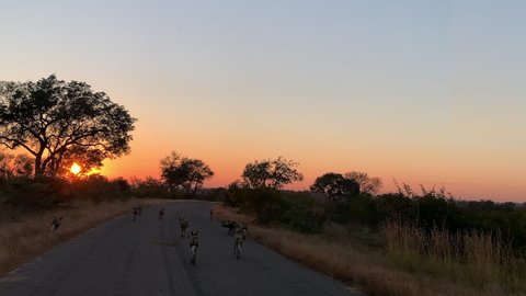 Golden sunrise sun ball with family pack of African Wild Dogs on road
