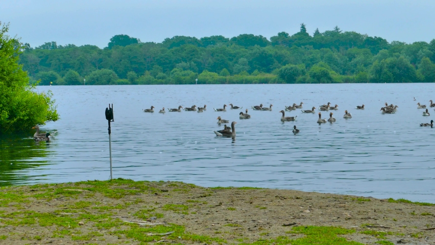 Ducks Swimming on an English River in Wroxham Broads, Norwich, England