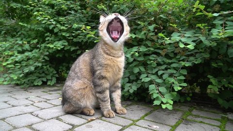 Cute street cat yawns at the camera and sits near the bush. High quality FullHD footage