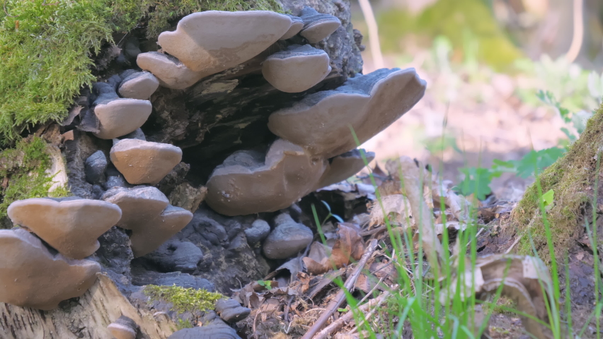Closer look of the stump mushrooms in the park in Helsinki Finland found on the rotten tree.geology shot