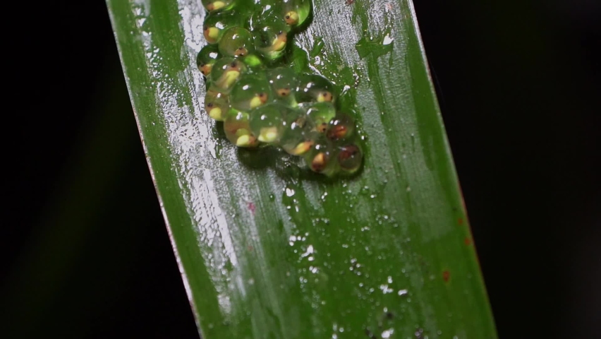 Red Eyed Tree Frogs (Agalychnis callidryas) Tadpole emerge from frogspawn