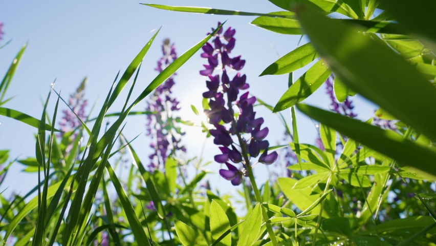 Close-up view 4k slow motion video footage of sunny summer blooming lupine purple (violet) flowers and other wild plants isolated on blue sky. Lupinus (lupin, lupine) flowering sunny field background Royalty-Free Stock Footage #1075553942