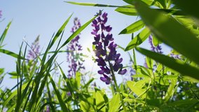 Close-up view 4k slow motion video footage of sunny summer blooming lupine purple (violet) flowers and other wild plants isolated on blue sky. Lupinus (lupin, lupine) flowering sunny field background
