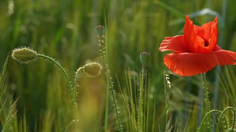 Close-up view 4k stock video footage of green riping wheat spikes growing in scenic sunset summer countryside field with many red poppy flowers blooming among wheat plants