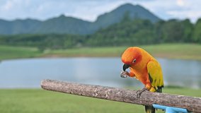 Sun conure parrot standing on tree branch with beautiful scenery. Sun conures are among the most colorful parrots with playful antics, this bird one of the loudest of all the medium-sized parrots.