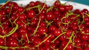 Close-up view 4k stock video footage of many organic riped red currant berries laying on white plate isolated on blue background
