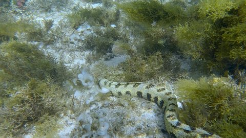 Snowflake moray or Starry moray ell (Echidna nebulosa) swims above seabed covered with Peacock's tail (Padina pavonica), Brown algae (Sargassum sp.) and Red algae (Liagora viscida)