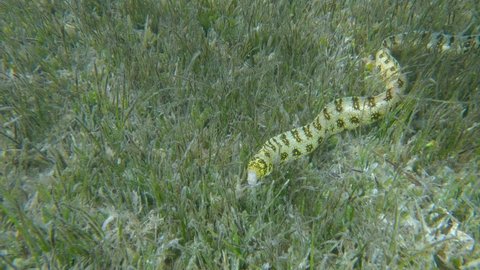 Moray slowly swims in green seagrass. Snowflake moray or Starry moray ell (Echidna nebulosa) on Seagrass Zostera