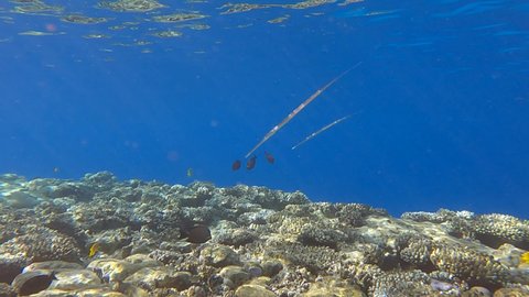 Two Cornetfish morning hunting over top of the coral reef on the shallow water in the sunshine. Bluespotted Cornetfish (Fistularia commersonii)