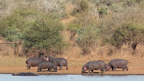 Hippos (Hippopotamus amphibius) on land outside the water, Kruger National Park, South Africa