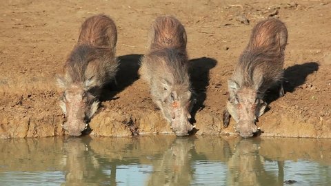 Warthogs (Phacochoerus africanus) drinking at a waterhole, Mkuze game reserve, South Africa