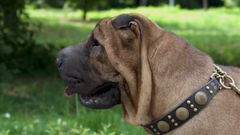 Close-up portrait of a Sharpei dog on a blurred green nature background.